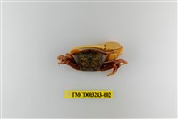 藏品(四角丑招潮蟹)的圖片